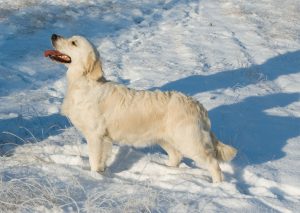 Cosmo in de bossen