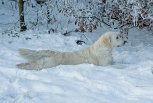 Cosmo languit in de sneeuw